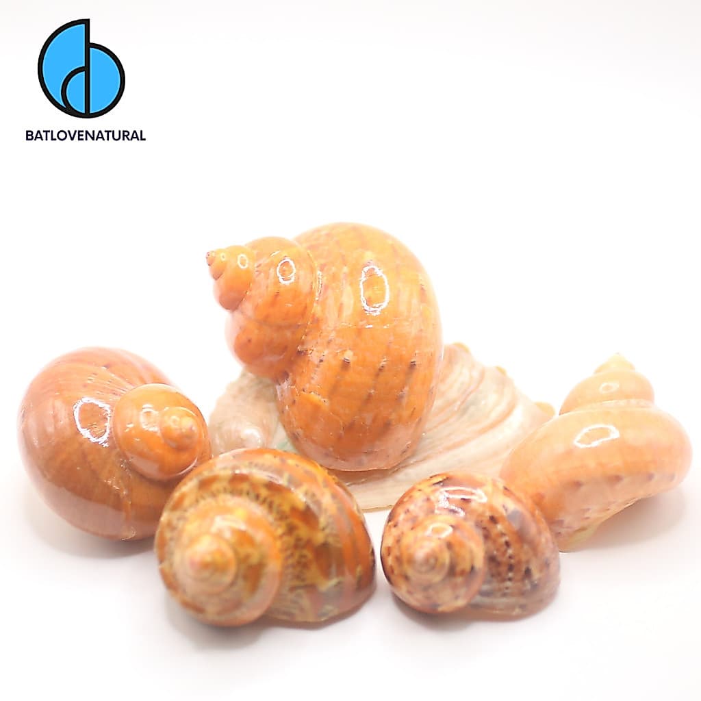 Vỏ ốc Orange Turbo Shells - Vỏ ốc mượn hồn - Vỏ ốc trang trí nhiều kích thước nhỏ vừa lớn