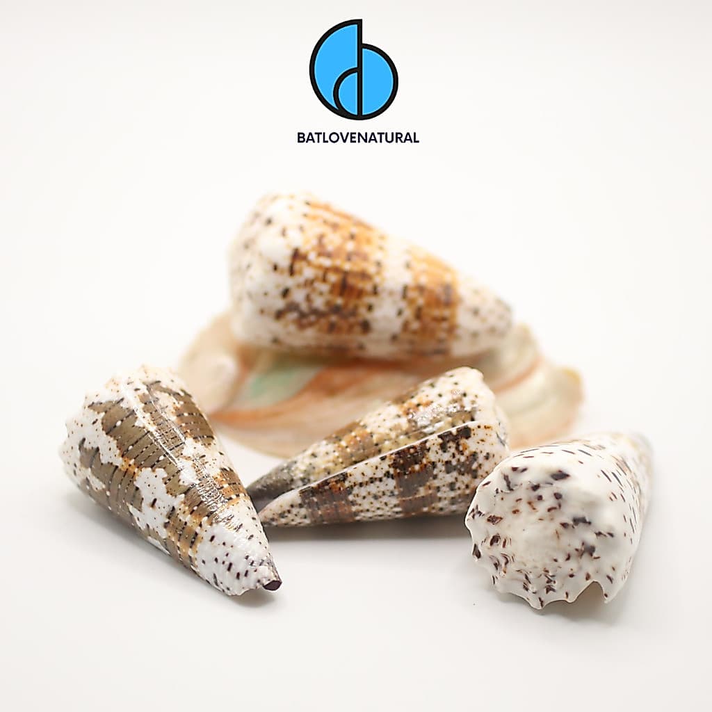Vỏ ốc Conus Imperialis - BATLOVENATURAL - Vỏ ốc trang trí nhiều kích thước - Vỏ ốc đẹp