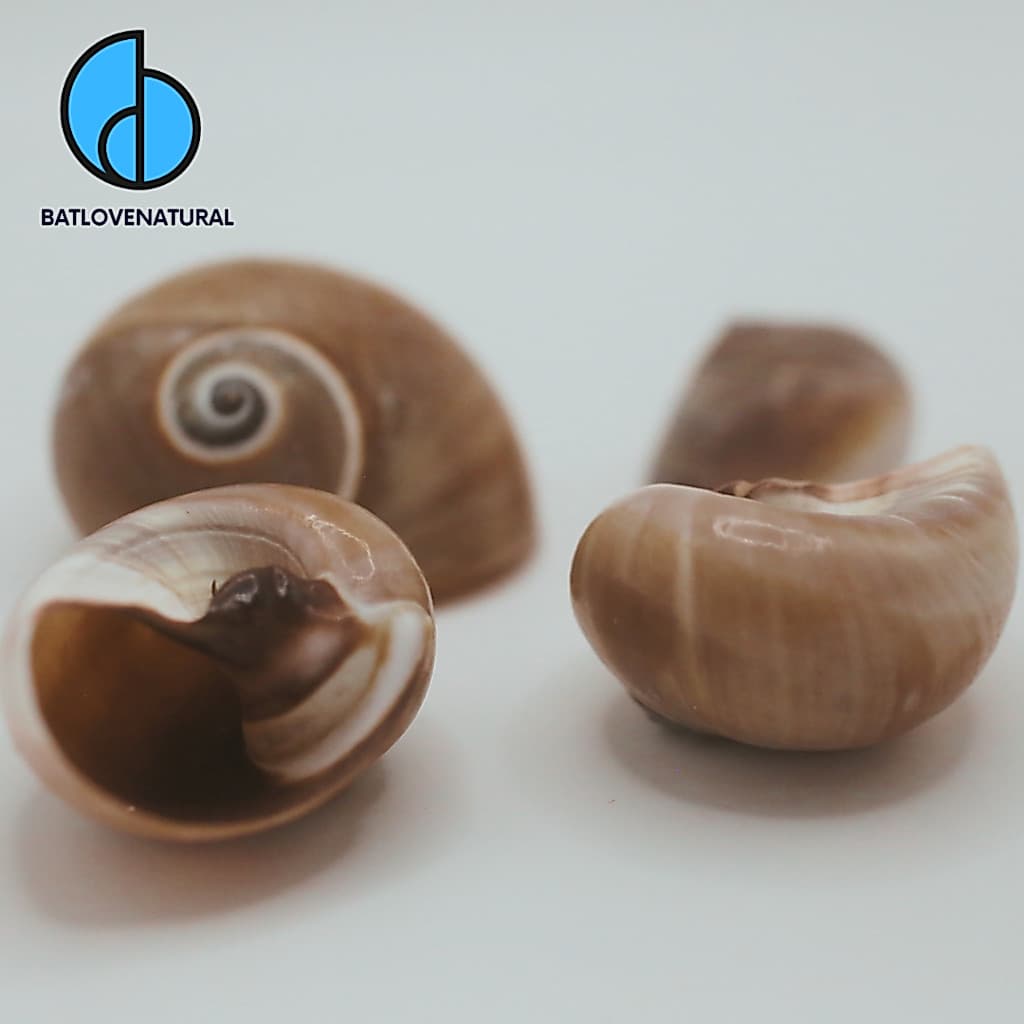 Vỏ ốc Mỡ ( Neverita ) -  Vỏ ốc mượn hồn -  Vỏ ốc trang trí nhiều kích thước.