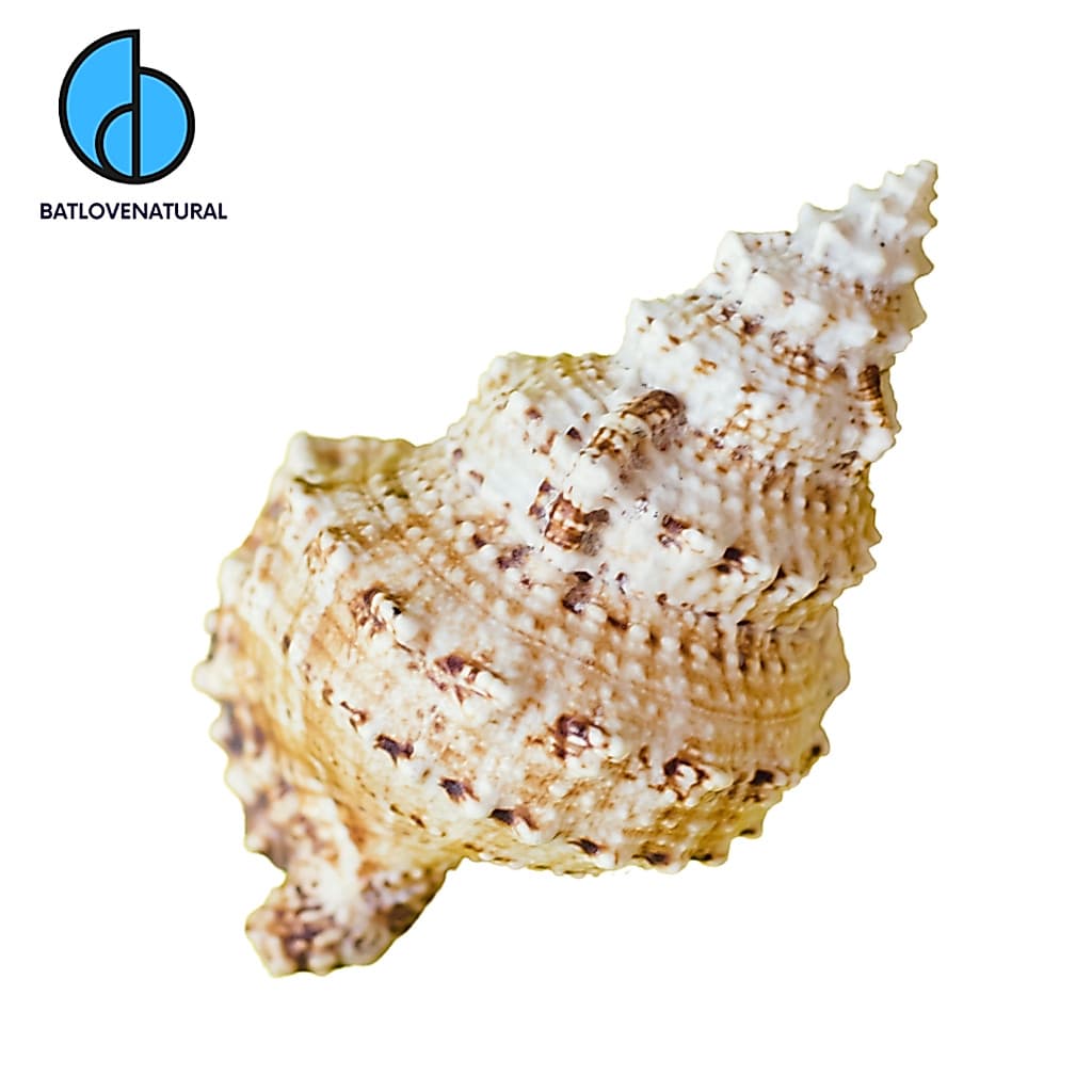 Vỏ ốc Tù Và Gai Khổng Lồ (Tutufa Rubeta) - Vỏ ốc trang trí nhiều kích thước - Vỏ ốc đẹp