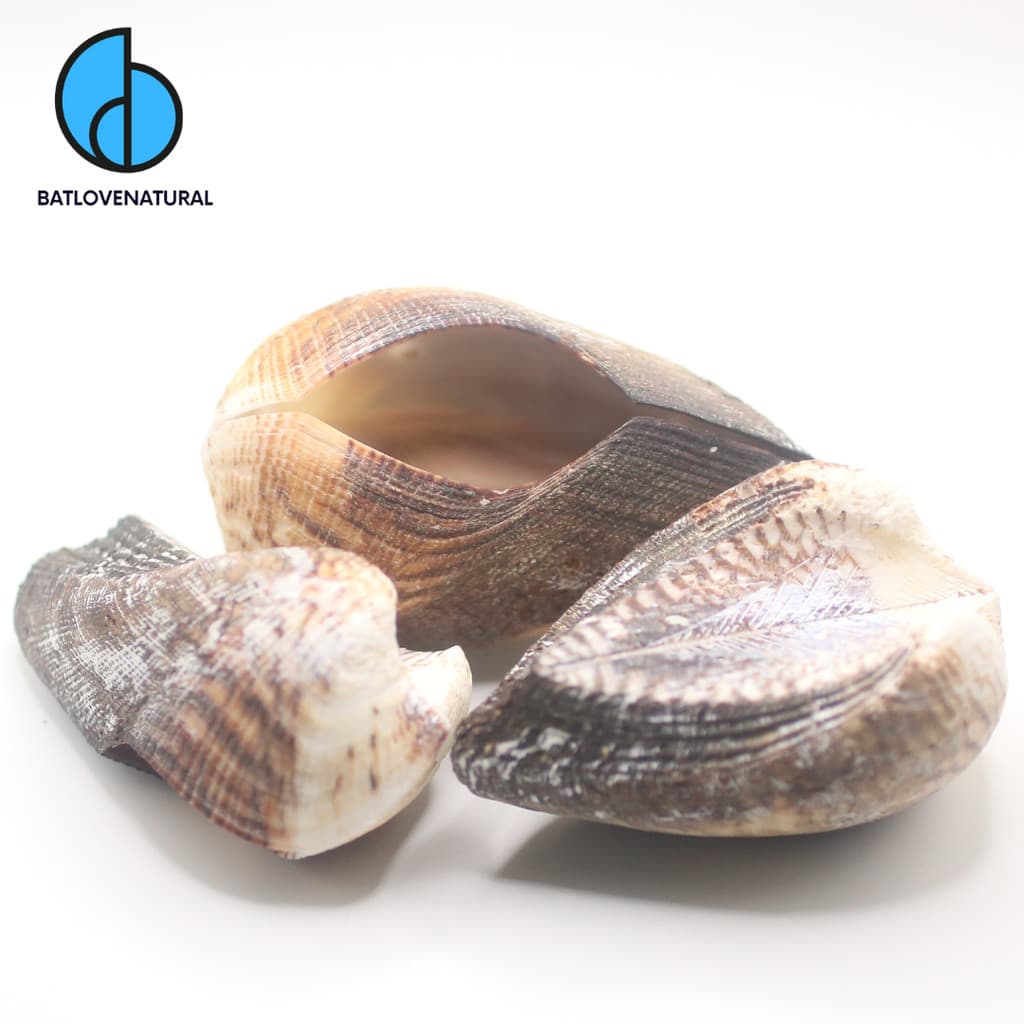 Vỏ Sò Arca Ventricosa - Vỏ sò trang trí nhiều kích thước - Vỏ ốc vỏ sò đẹp · Ảnh 1