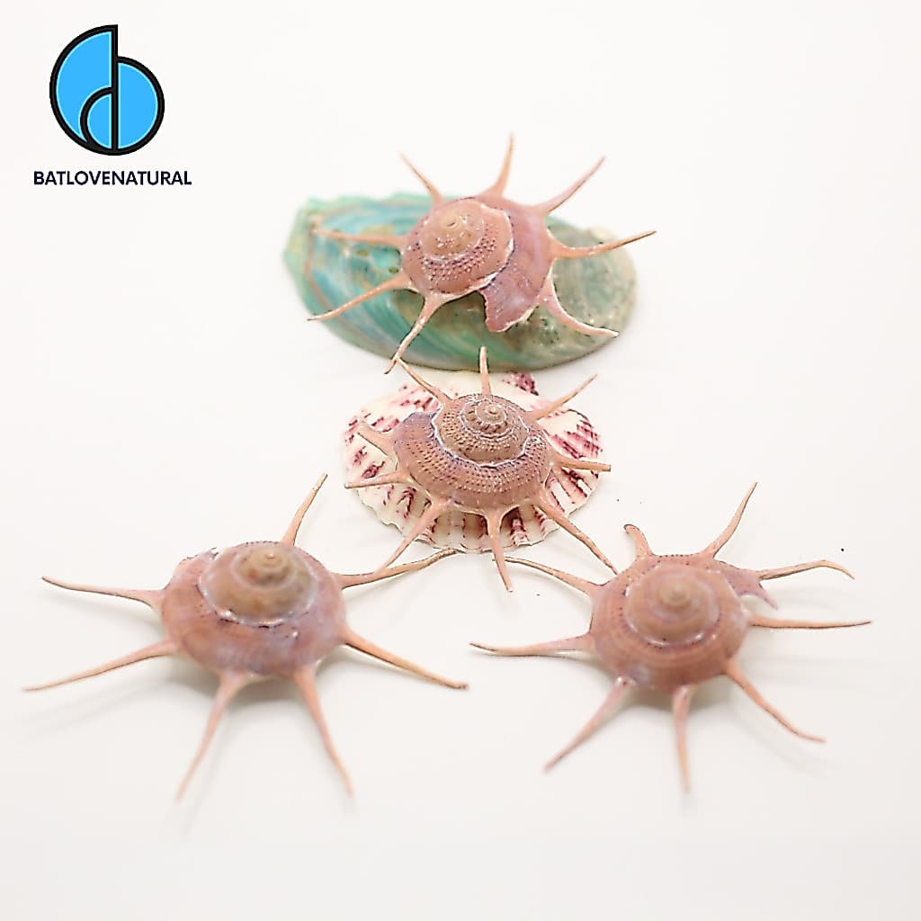 Vỏ ốc Guildfordia Yoka - Vỏ ốc trang trí nhiều kích thước - Vỏ ốc đẹp