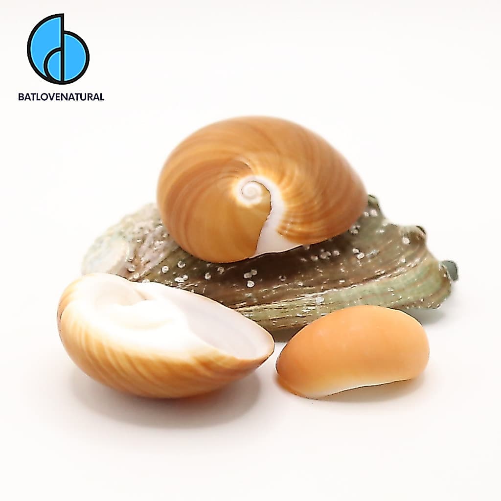 Vỏ ốc Mỡ Nâu Đỏ - Vỏ ốc mượn hồn - Vỏ ốc trang trí nhiều kích thước.