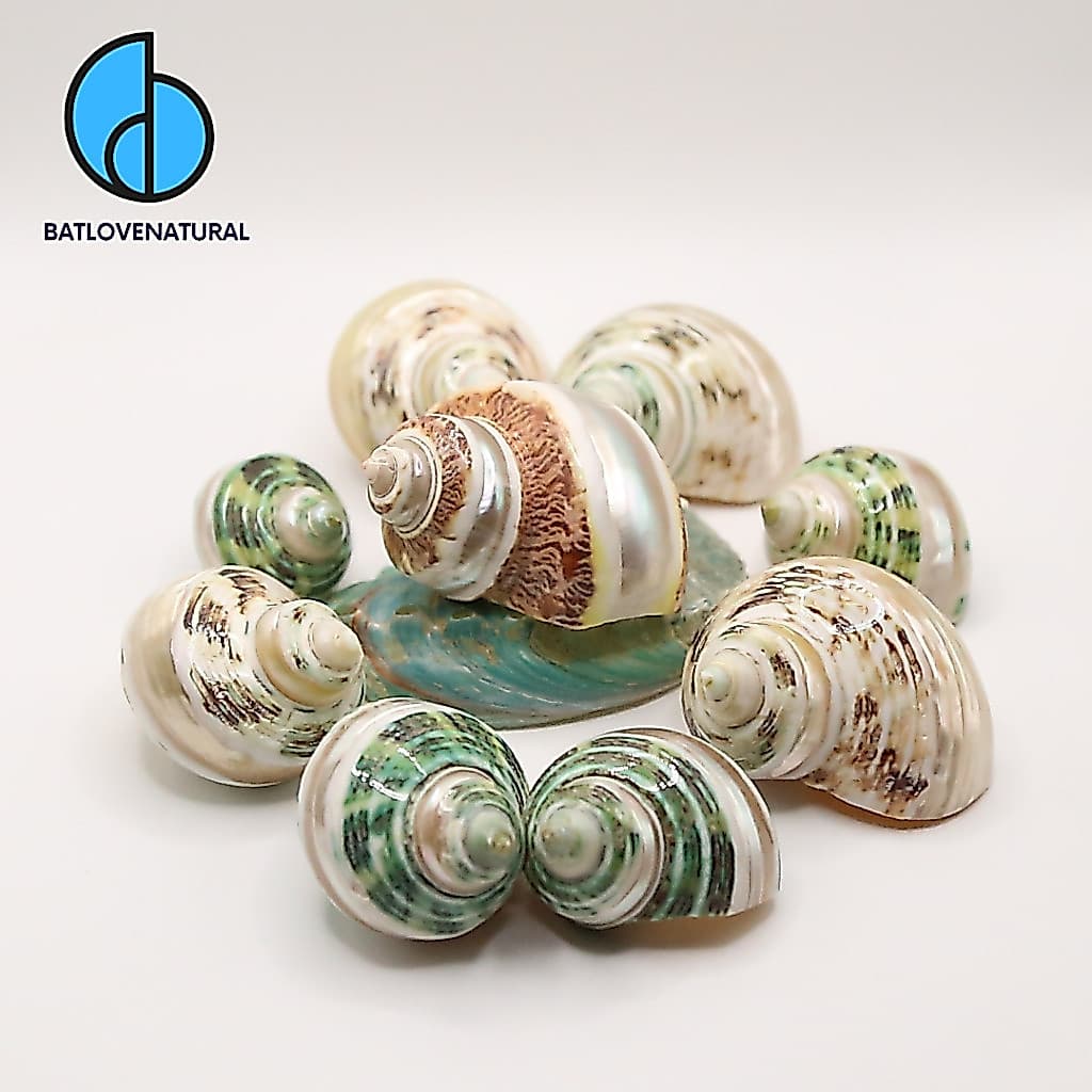 Vỏ ốc Mặt Trăng Mài - Vỏ ốc mượn hồn - Vỏ ốc trang trí nhiều kích thước nhỏ vừa lớn