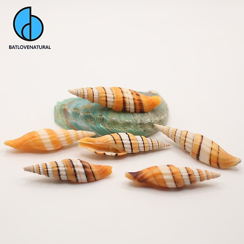 Vỏ ốc Vexillum Filiareginae - Vỏ ốc trang trí nhiều kích thước - Vỏ ốc đẹp
