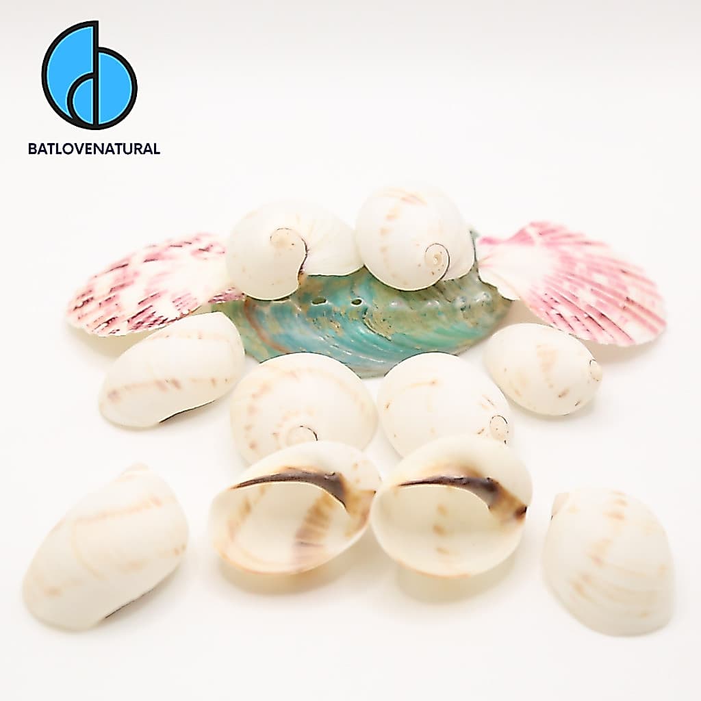 Combo vỏ ốc Giấm Trắng (Mỡ Trắng) - Vỏ ốc trang trí nhiều kích thước nhỏ vừa lớn - Vỏ ốc đẹp