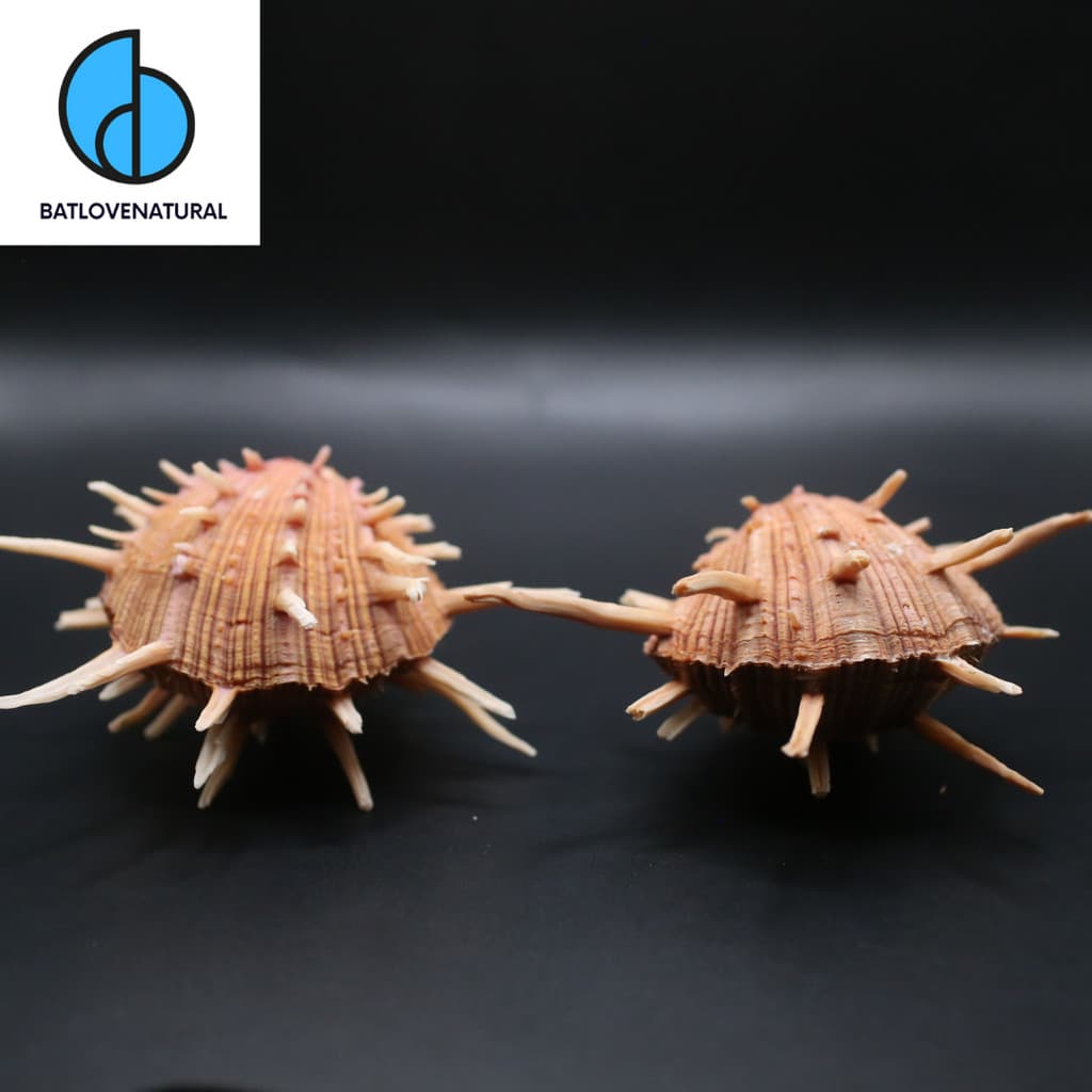 Vỏ ốc Spondylus Regius - Vỏ ốc trang trí nhiều kích thước - Vỏ ốc đẹp