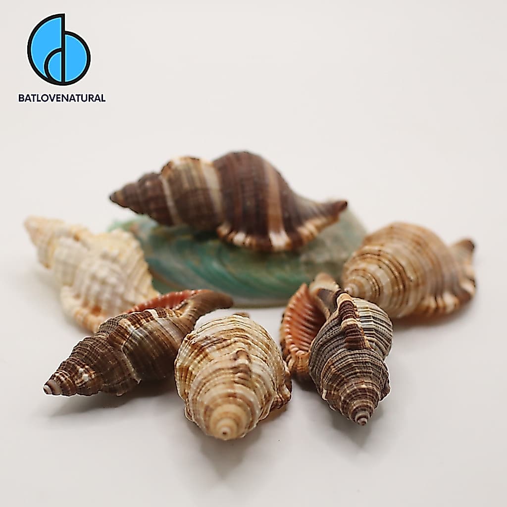 Vỏ ốc Mỏ Két - Vỏ ốc mượn hồn - Vỏ ốc trang trí nhiều kích thước.
