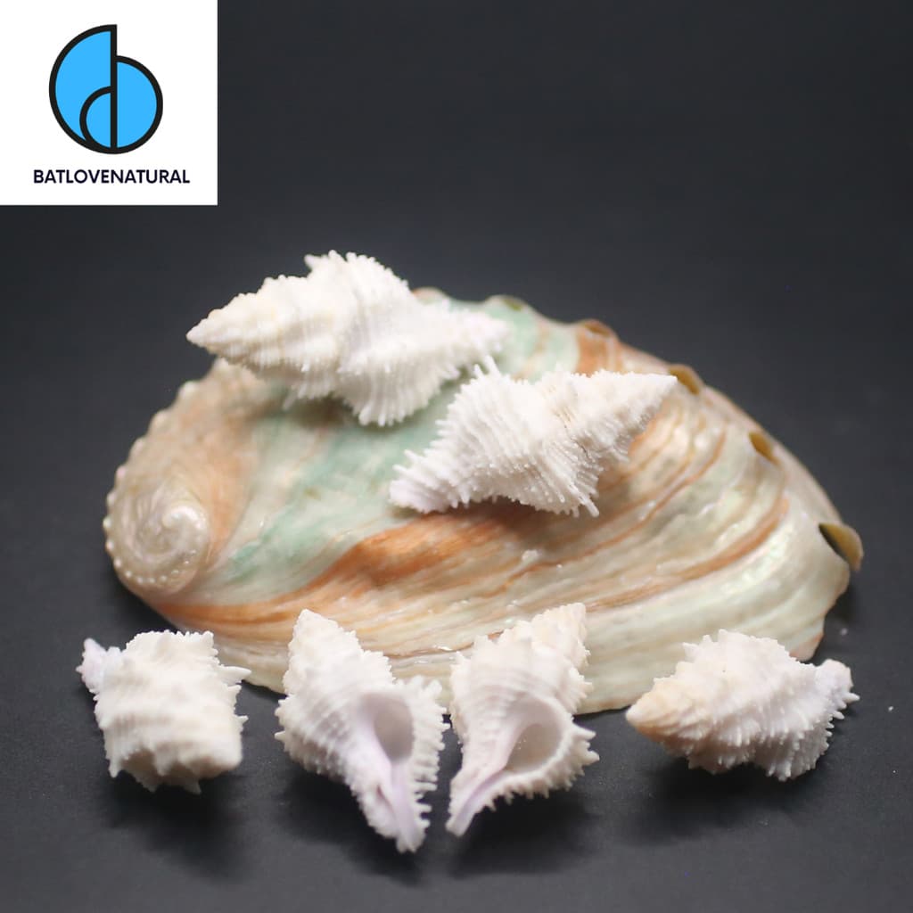 Vỏ ốc Bableomurex japonicus - Vỏ ốc trang trí nhiều kích thước - Vỏ ốc đẹp
