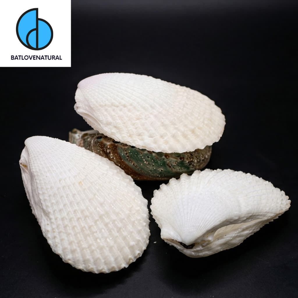 Vỏ Sò Lima vulgaris - Vỏ sò trang trí nhiều kích thước - Vỏ ốc vỏ sò đẹp