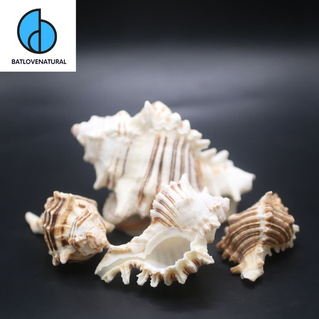 Vỏ ốc Chicoreus varius - Vỏ ốc mượn hồn ( Hermit carb shells) - Vỏ ốc trang trí nhiều kích thước nhỏ vừa lớn