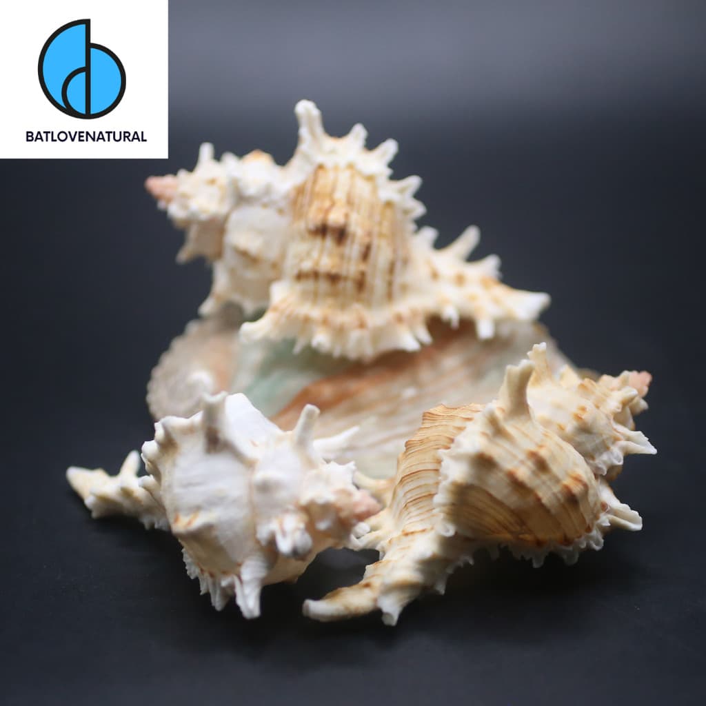 Vỏ ốc Chicoreus asianus - Vỏ ốc mượn hồn ( Hermit carb shells) - Vỏ ốc trang trí nhiều kích thước nhỏ vừa lớn