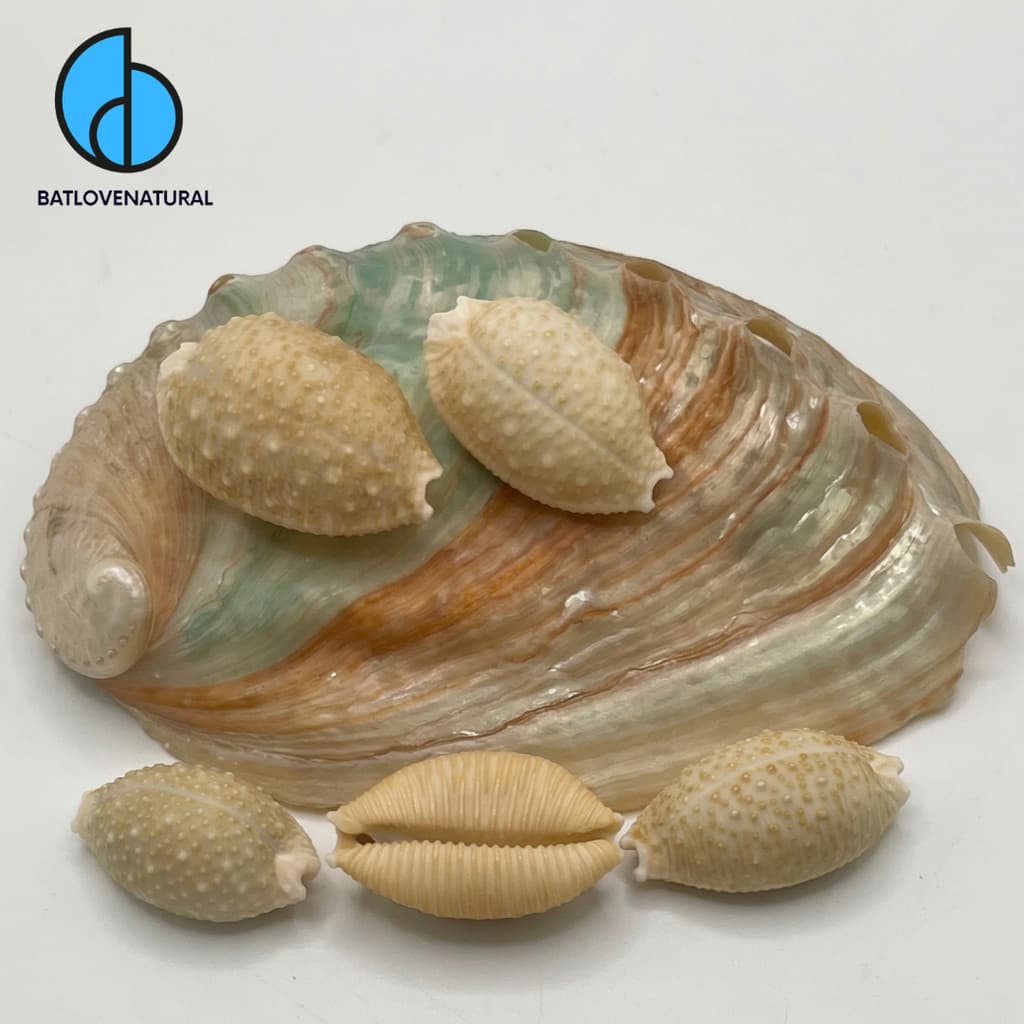 Vỏ ốc Cypraea granulata - Vỏ ốc trang trí nhiều kích thước nhỏ vừa lớn - Vỏ ốc đẹp