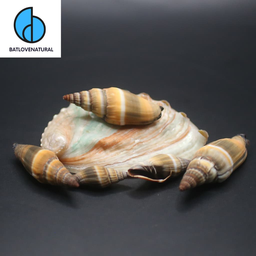 Vỏ ốc Vexillum vulpecula - Vỏ ốc trang trí nhiều kích thước - Vỏ ốc đẹp