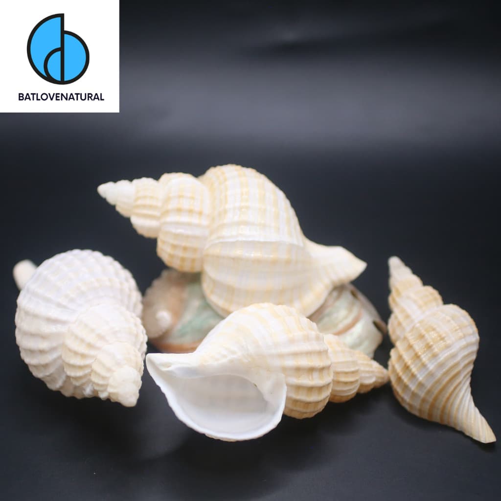 Vỏ ốc Fusitriton galea - Vỏ ốc mượn hồn ( Hermit carb shells) - Vỏ ốc trang trí nhiều kích thước nhỏ vừa lớn