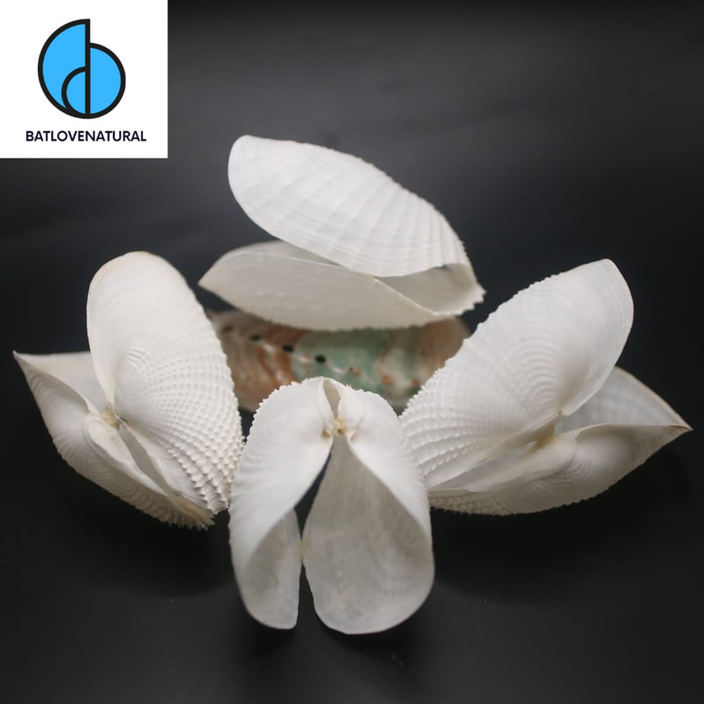 Vỏ Sò Barnea dilatata (White Wing Angles) - Vỏ sò trang trí nhiều kích thước - Vỏ ốc vỏ sò đẹp