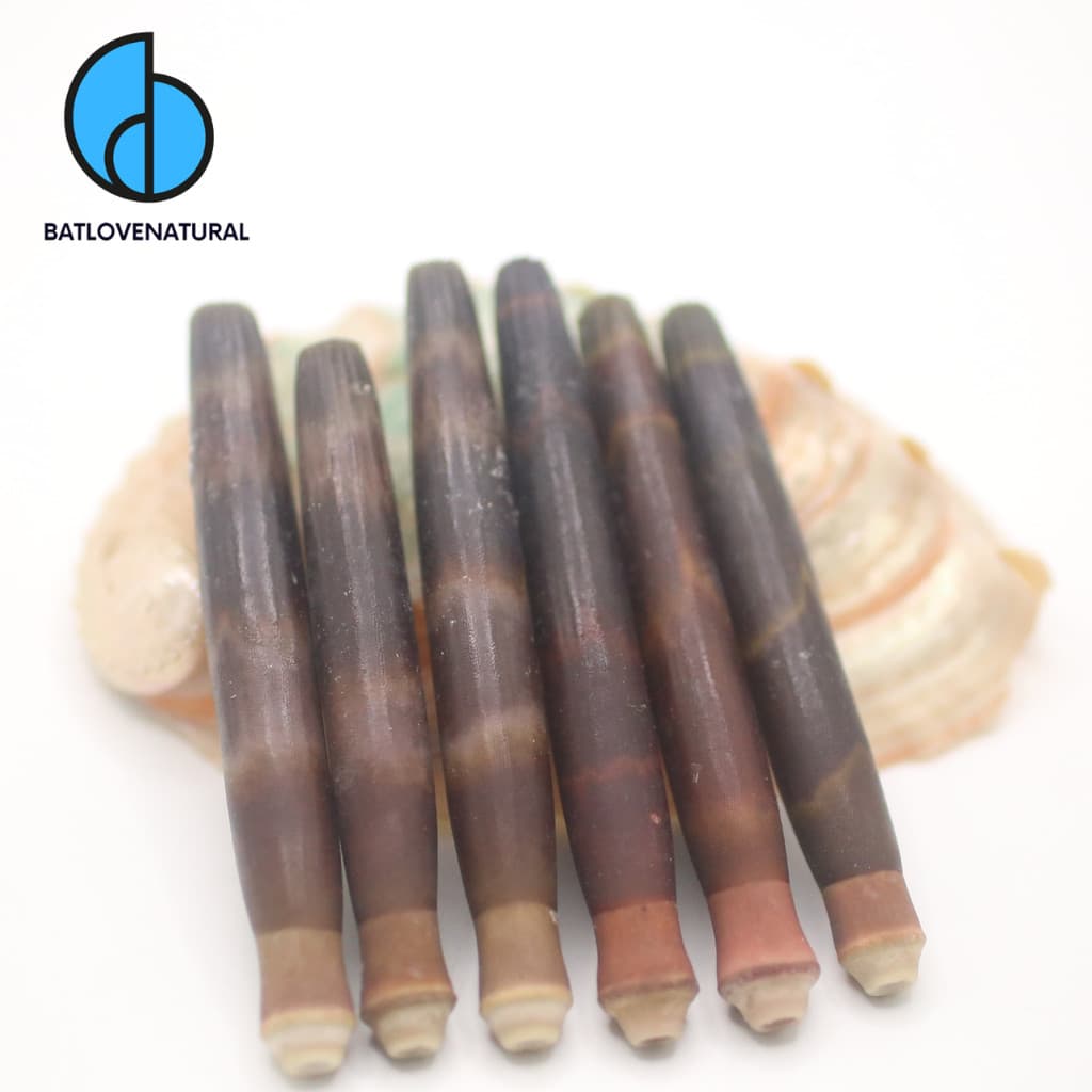 Vỏ Chân Nhum - Vỏ ốc trang trí nhiều kích thước - Vỏ ốc đẹp