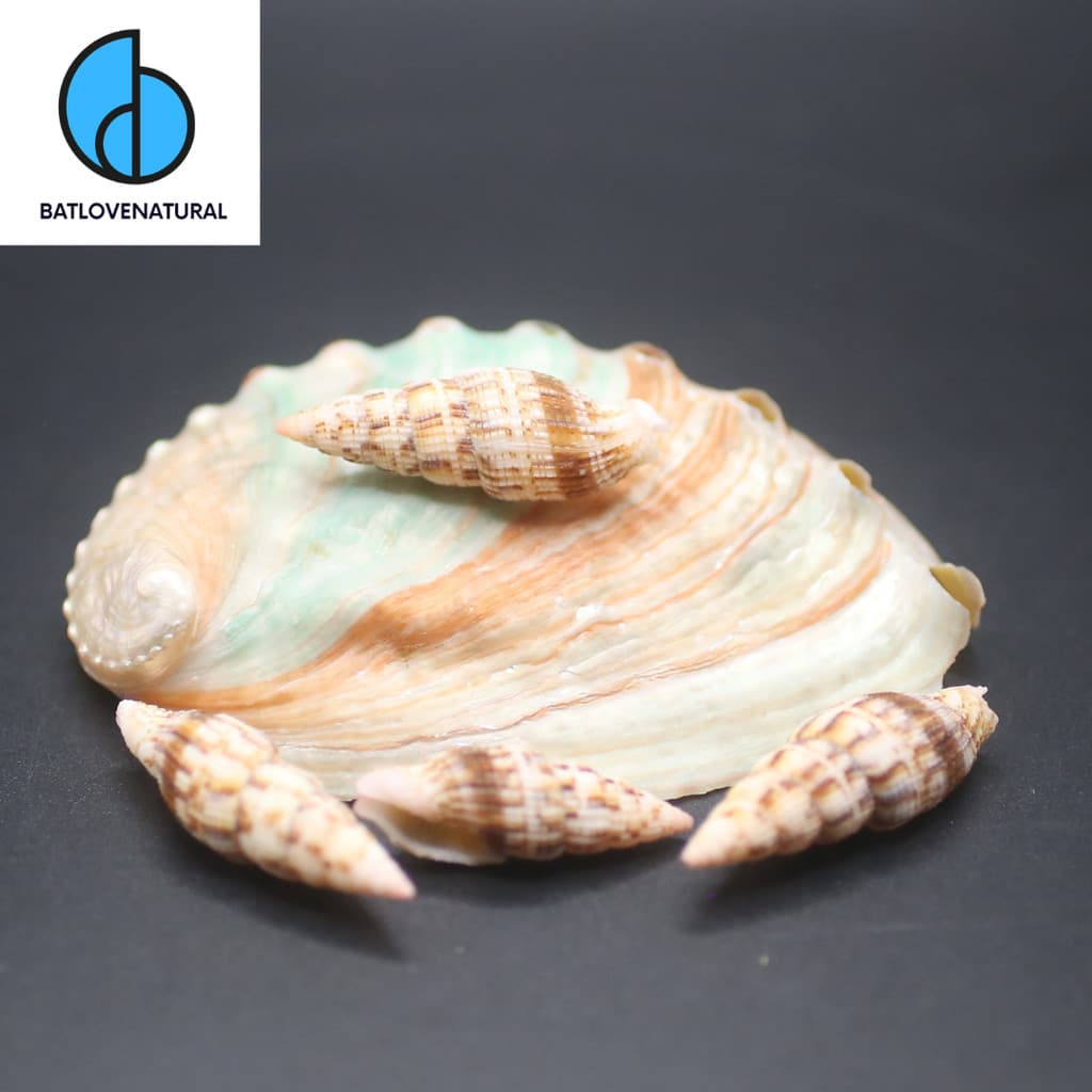 Vỏ ốc Neocancilla clathrus - Vỏ ốc trang trí nhiều kích thước - Vỏ ốc đẹp