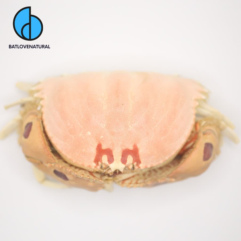 Tiêu bản các loại - Tiêu bản các loại trang trí nhiều kích thước - Tiêu bản các loại ốc đẹp