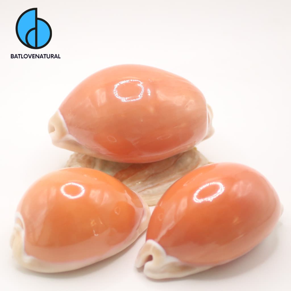 Vỏ ốc Cypraea aurantium (Golden Cowrie) - Vỏ ốc trang trí nhiều kích thước nhỏ vừa lớn - Vỏ ốc đẹp · Ảnh 1