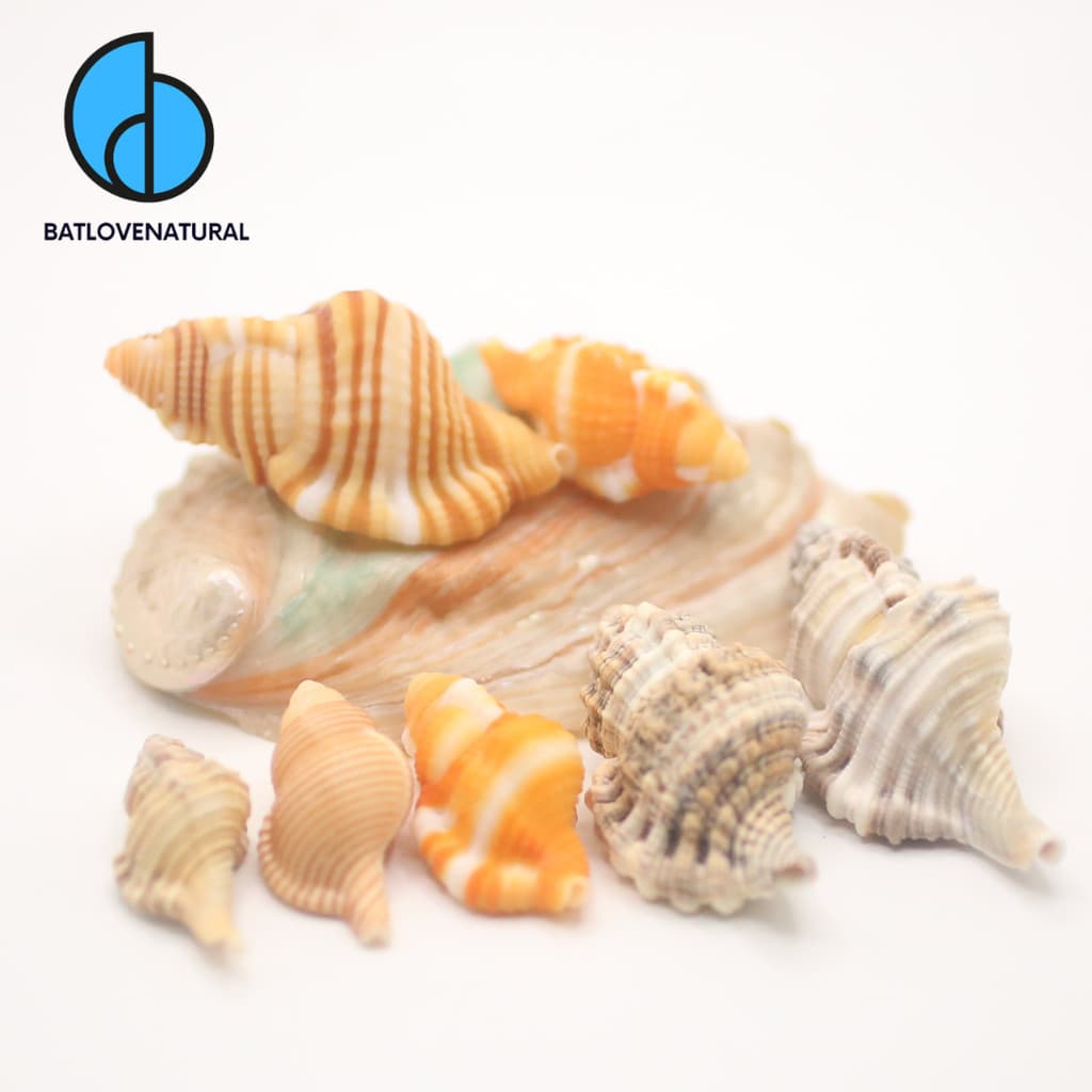 Vỏ ốc Cymatium Collection - Vỏ ốc trang trí nhiều kích thước - Vỏ ốc đẹp
