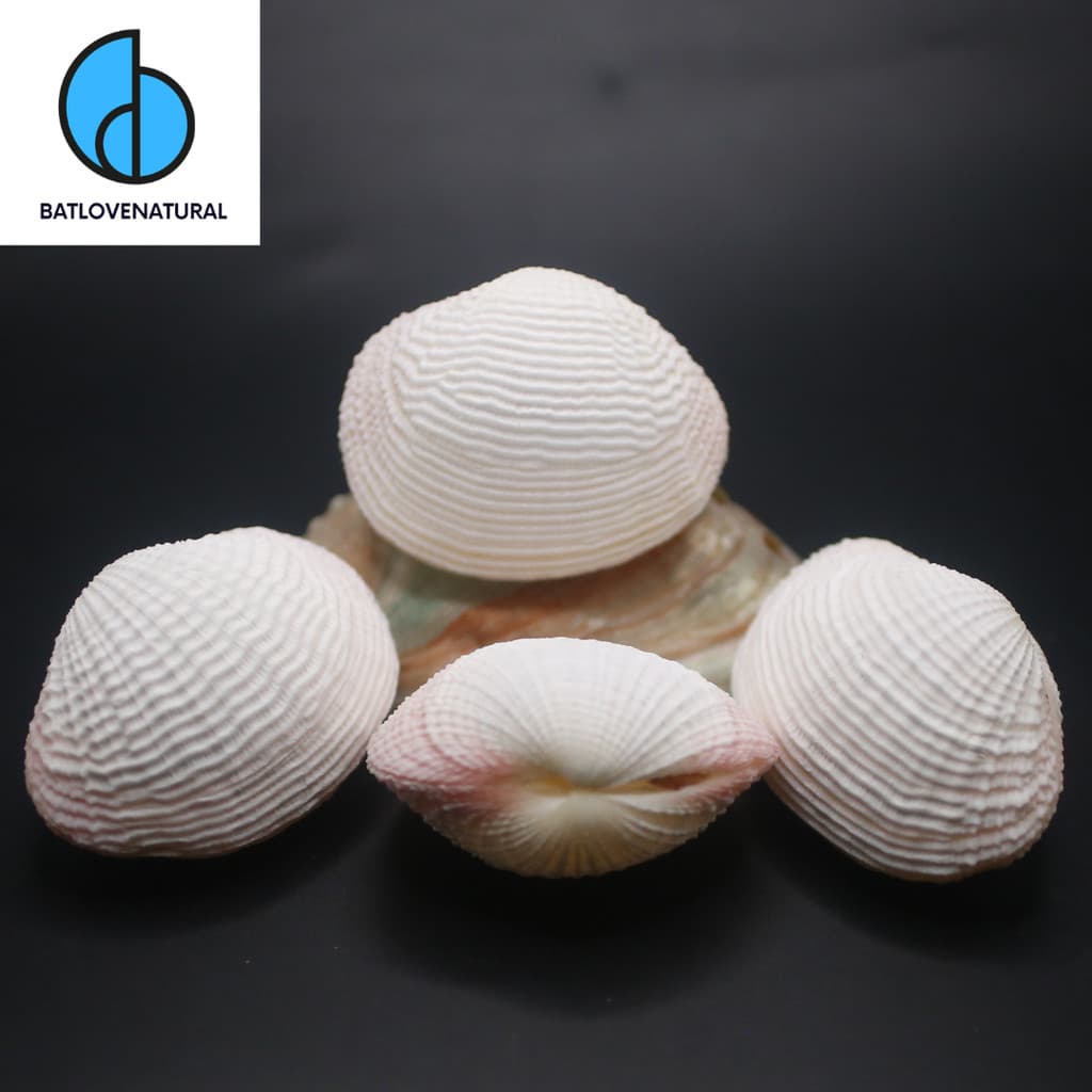 Vỏ Sò Firmbria fimbriata - Vỏ sò trang trí nhiều kích thước - Vỏ ốc vỏ sò đẹp