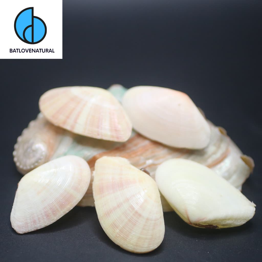Vỏ sò Bivalves telina - BATLOVENATURAL - Vỏ sò trang trí nhiều kích thước - Vỏ ốc đẹp