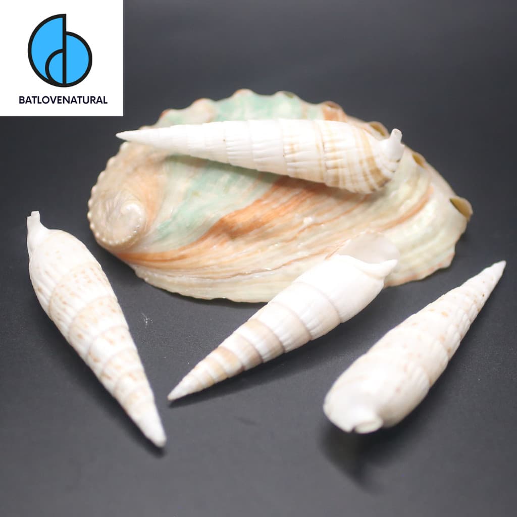 Vỏ ốc Rhinoclavis fasciata - Vỏ ốc trang trí nhiều kích thước - Vỏ ốc đẹp · Ảnh 1
