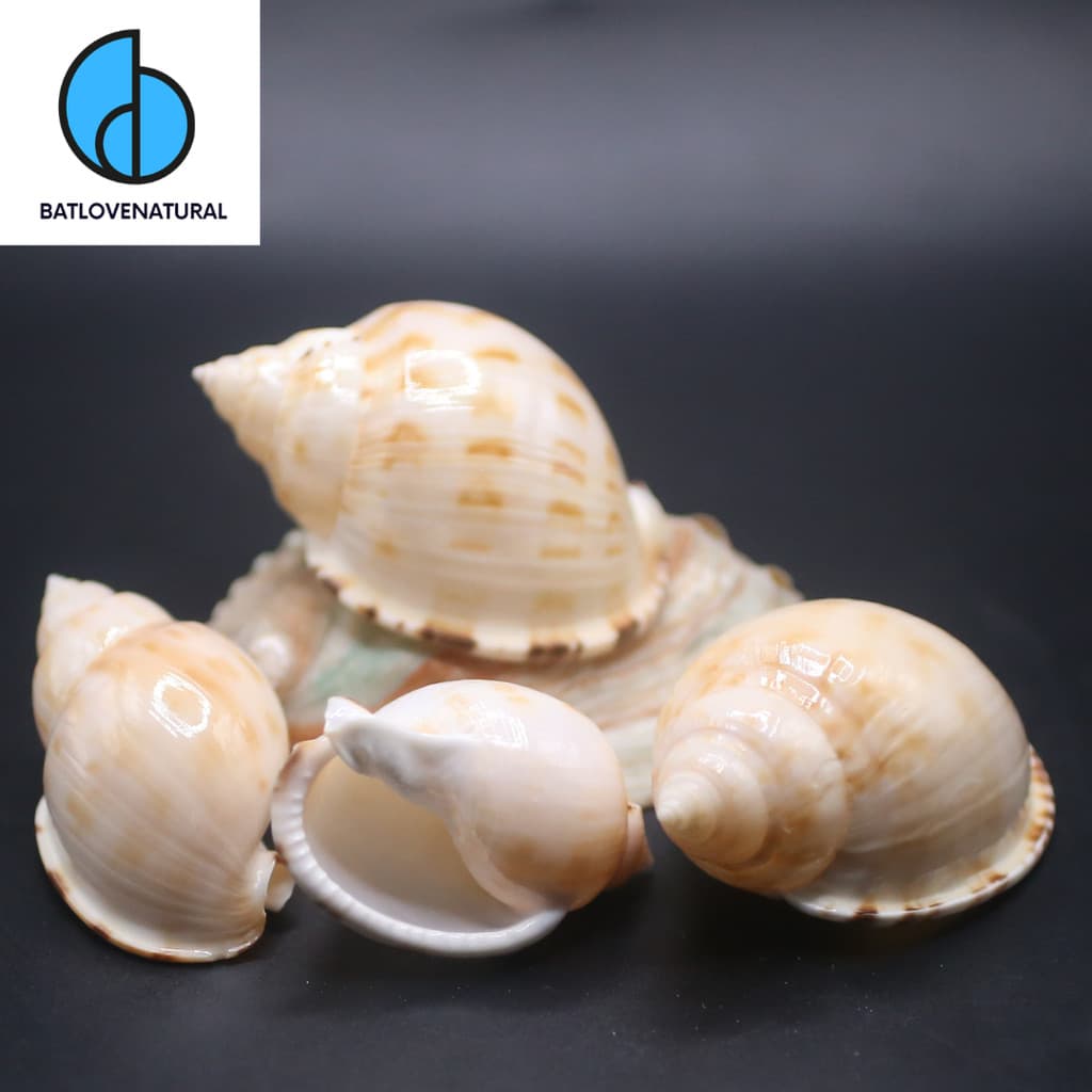 Vỏ ốc Semicassis granulata - Vỏ ốc mượn hồn ( Hermit carb shells) - Vỏ ốc trang trí nhiều kích thước nhỏ vừa lớn