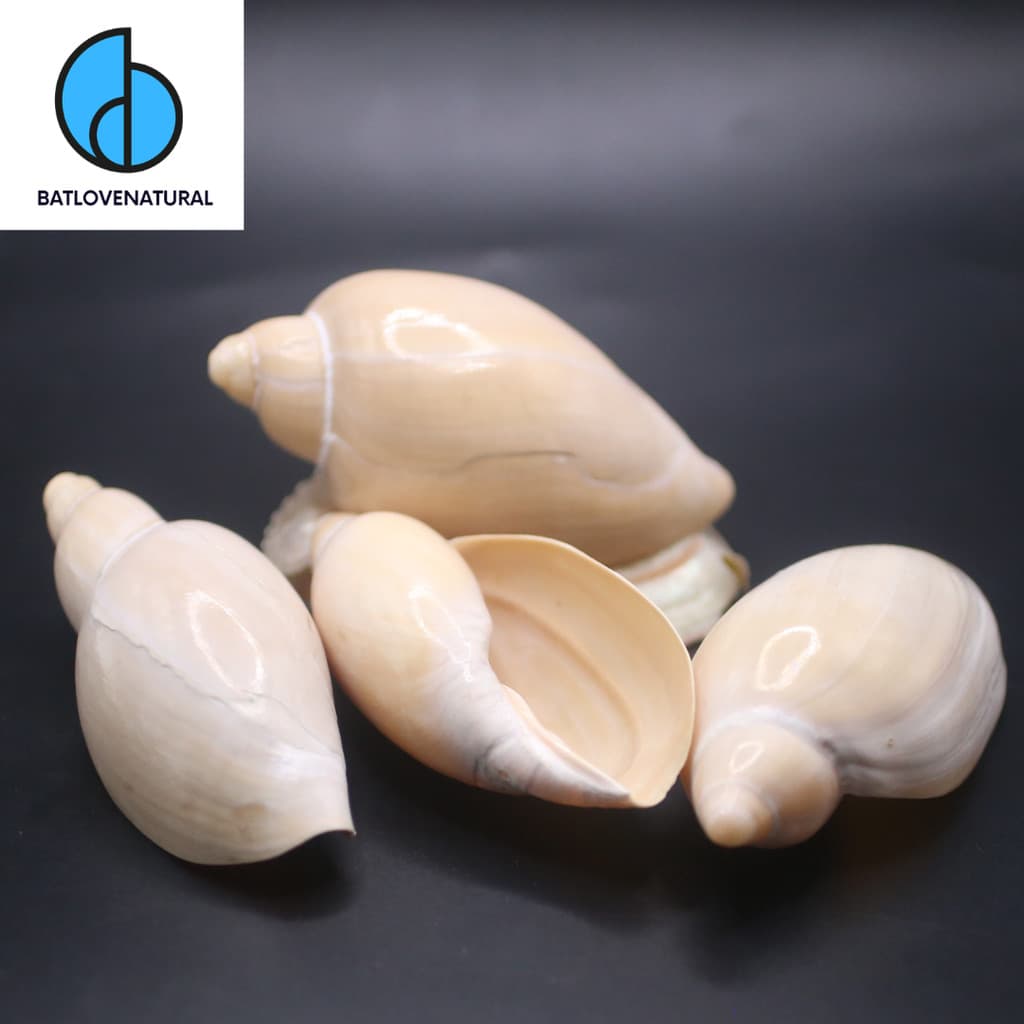 Vỏ ốc Marginellona gigas - Vỏ ốc trang trí nhiều kích thước - Vỏ ốc đẹp