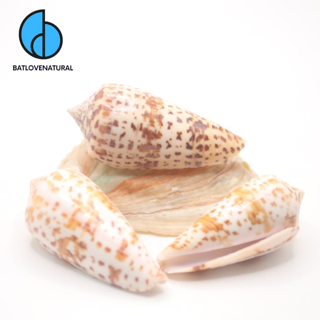 Vỏ ốc Conus lynceus - Vỏ ốc trang trí nhiều kích thước - Vỏ ốc đẹp