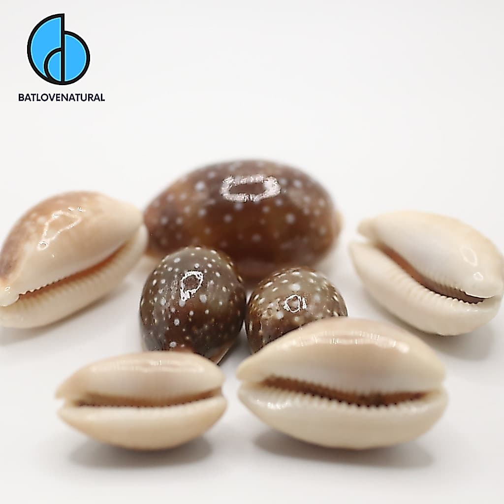 Vỏ ốc Nga Nâu Bông Trắng - Vỏ ốc trang trí nhiều kích thước nhỏ vừa lớn - Vỏ ốc đẹp