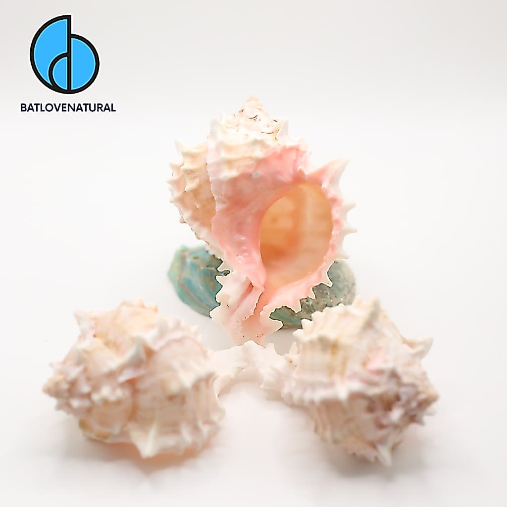 Vỏ ốc Rose Murex- Vỏ ốc mượn hồn - Vỏ ốc trang trí nhiều kích thước.