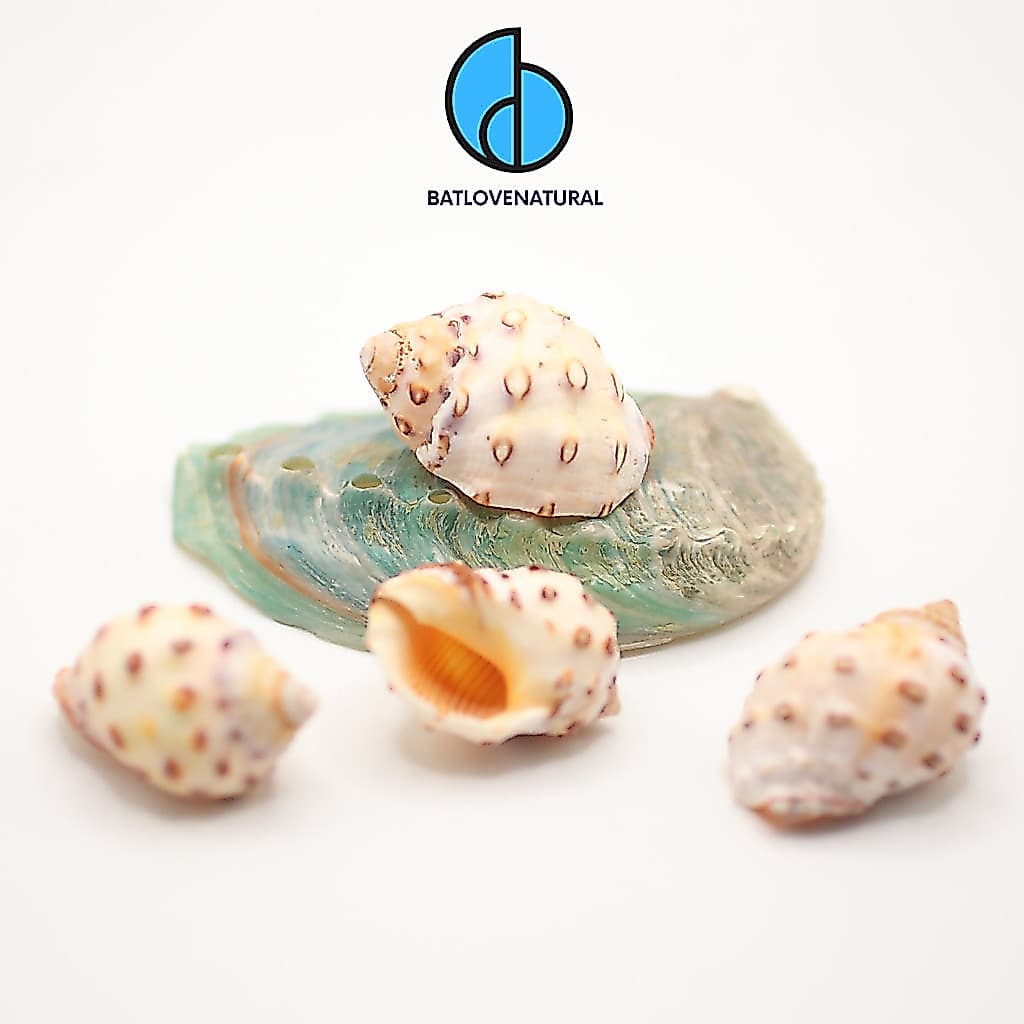 Vỏ ốc Mancinella - BATLOVENATURAL - Vỏ ốc mượn hồn - Vỏ ốc trang trí nhiều kích thước nhỏ vừa lớn