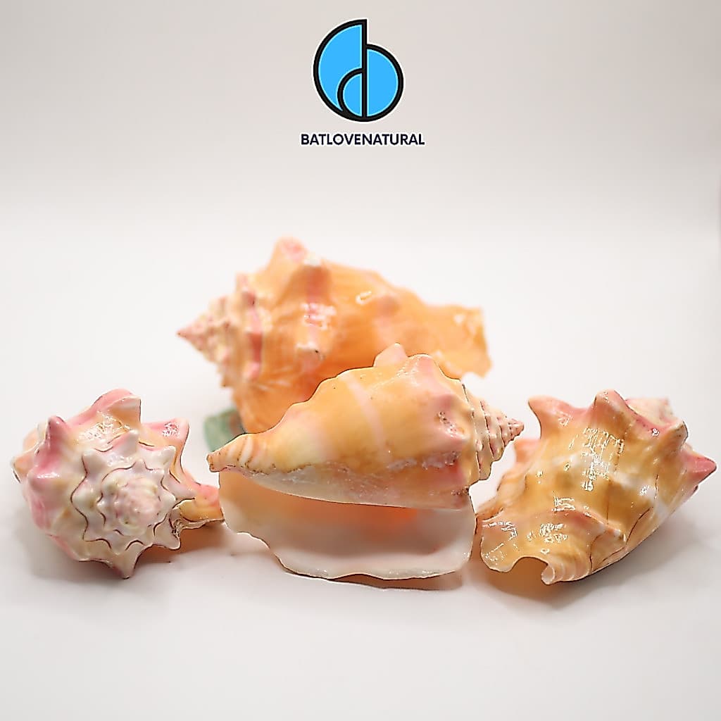 Natural Pink Shell Conch Coral Sea Snail - Vỏ ốc trang trí nhiều kích thước nhỏ vừa lớn - Vỏ ốc đẹp