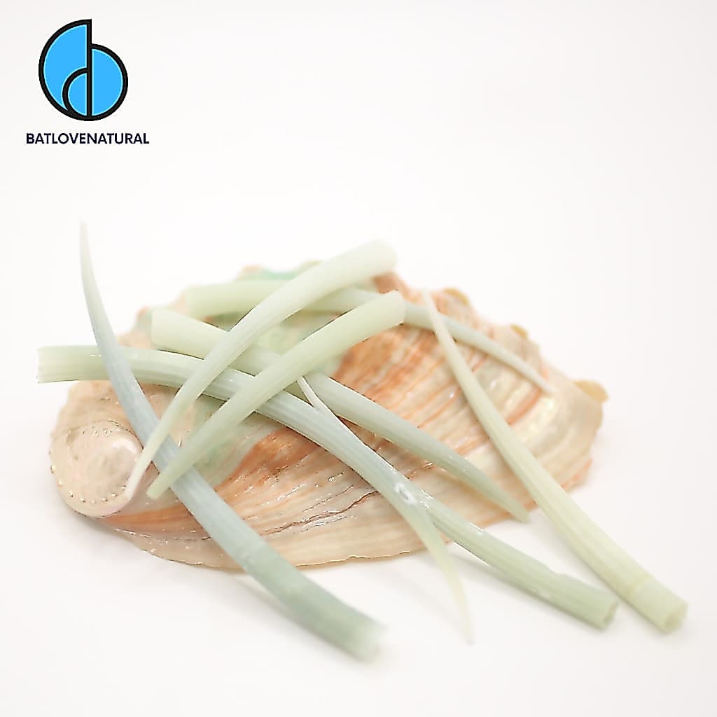 Vỏ Dentalium Aprinum (Ngà voi xanh) - Vỏ ốc trang trí nhiều kích thước - Vỏ ốc đẹp