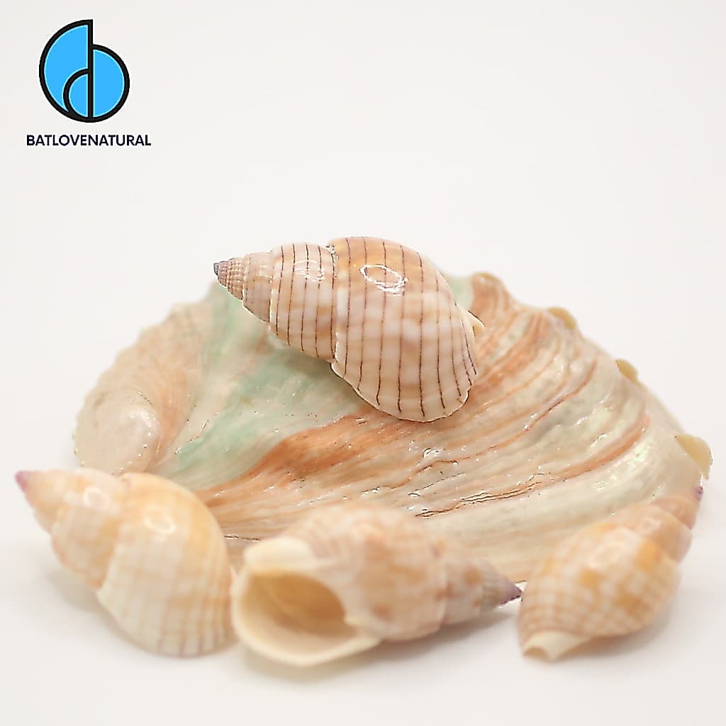 Vỏ ốc Nassarius Glans - Vỏ ốc mượn hồn - Vỏ ốc trang trí nhiều kích thước nhỏ vừa lớn