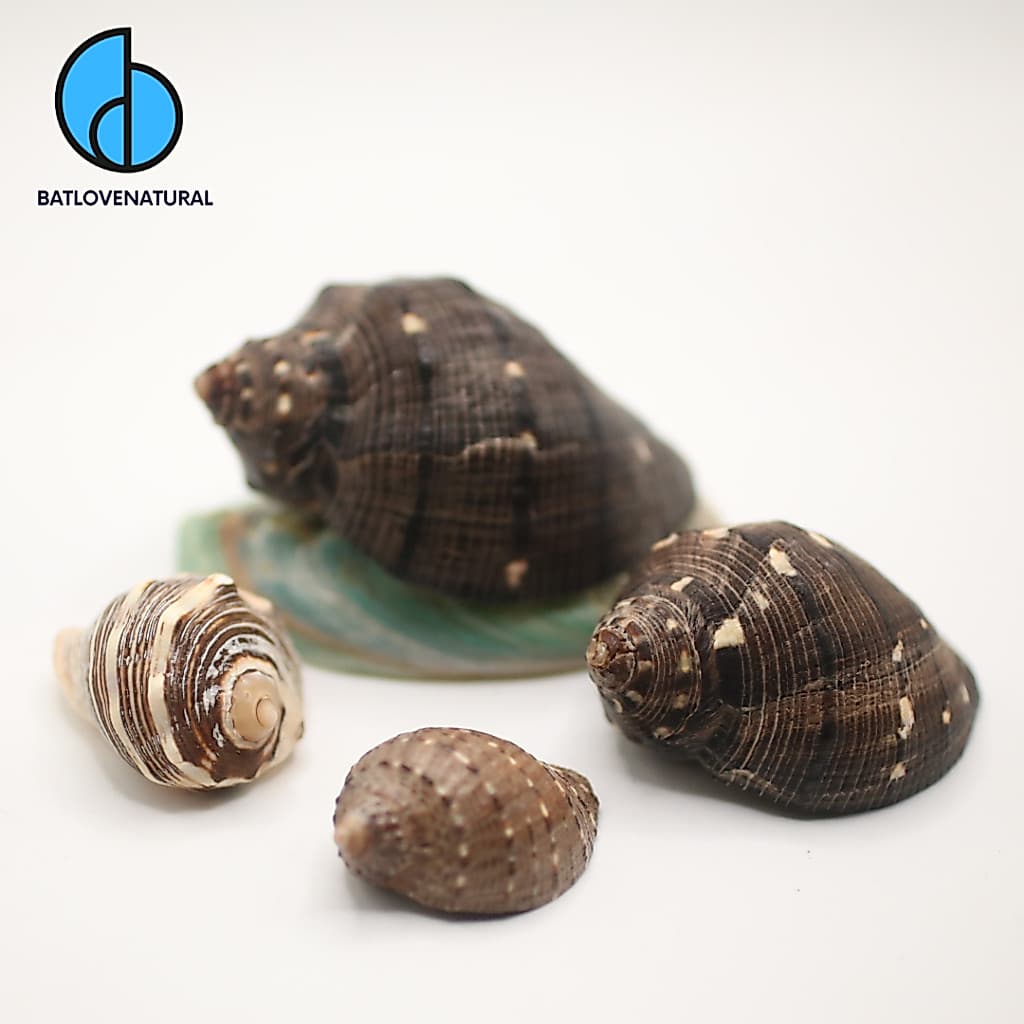 Vỏ ốc Purpura Persica - Vỏ ốc mượn hồn - Vỏ ốc trang trí nhiều kích thước nhỏ vừa lớn