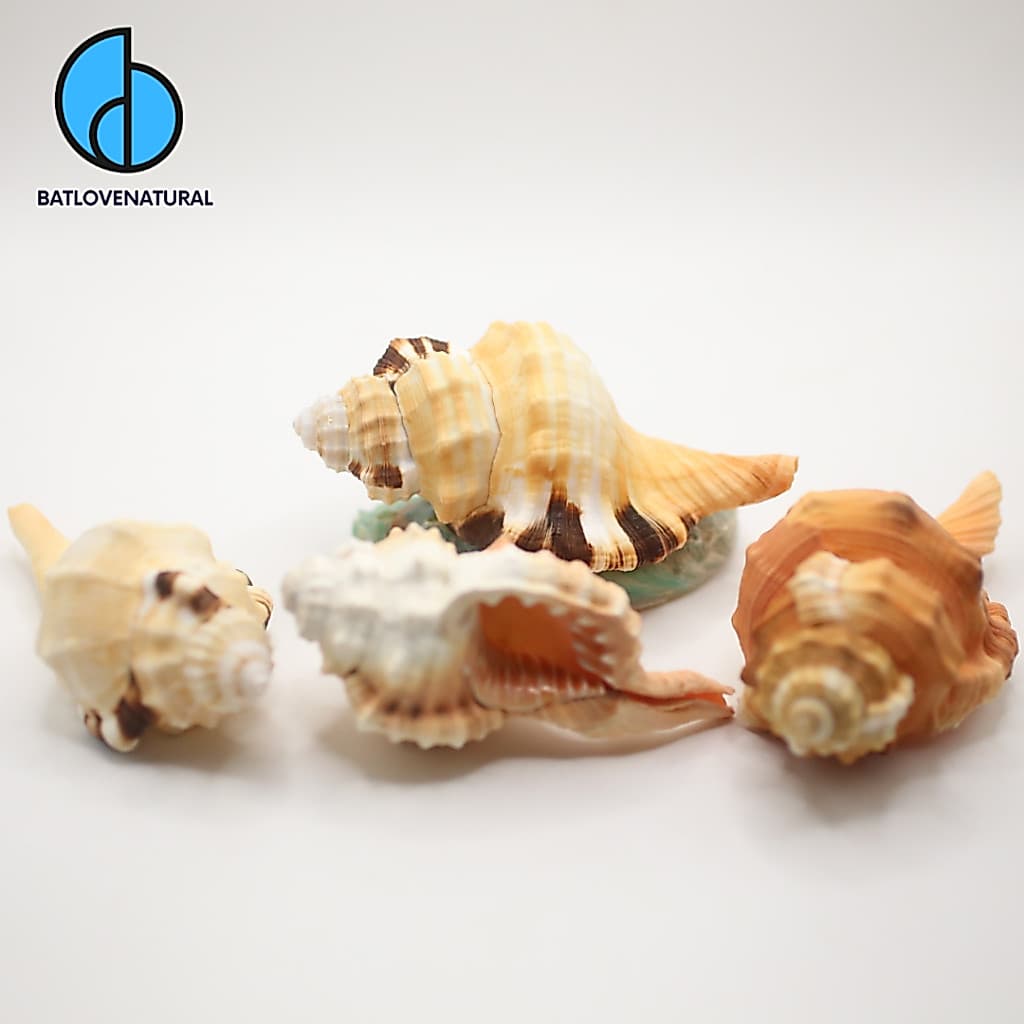 Vỏ ốc Ranellidae - Vỏ ốc trang trí nhiều kích thước - Vỏ ốc đẹp