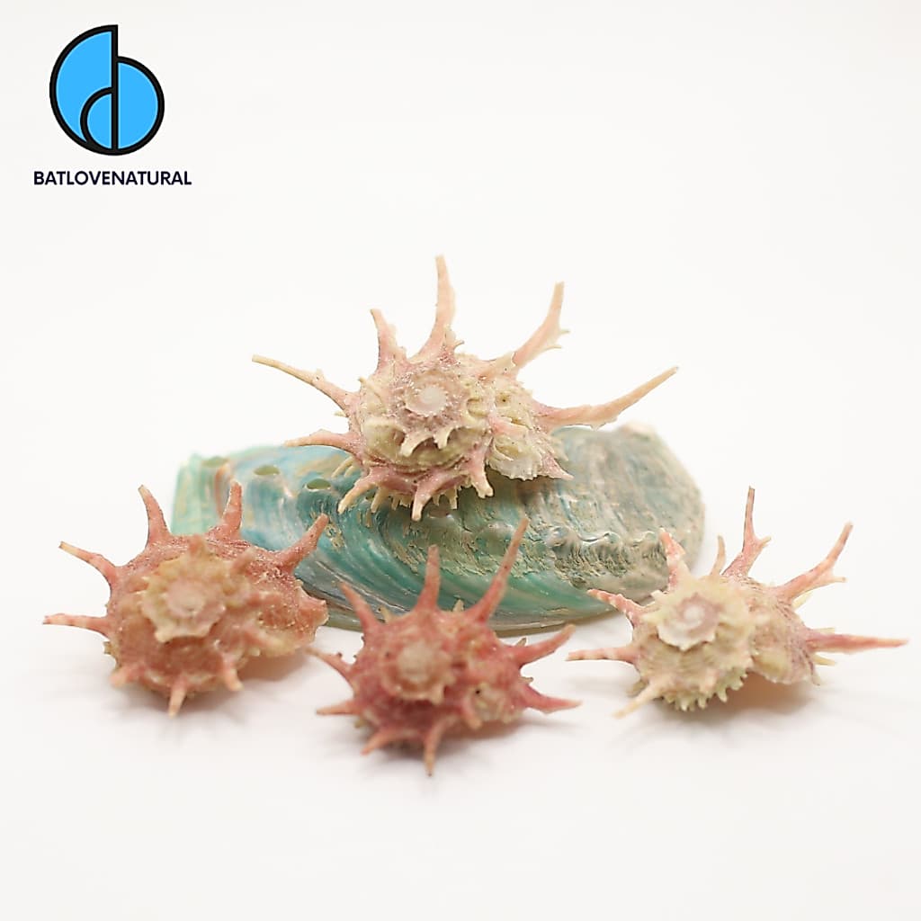 Vỏ ốc Angaria Gem Quality - Vỏ ốc trang trí nhiều kích thước - Vỏ ốc đẹp · Ảnh 1