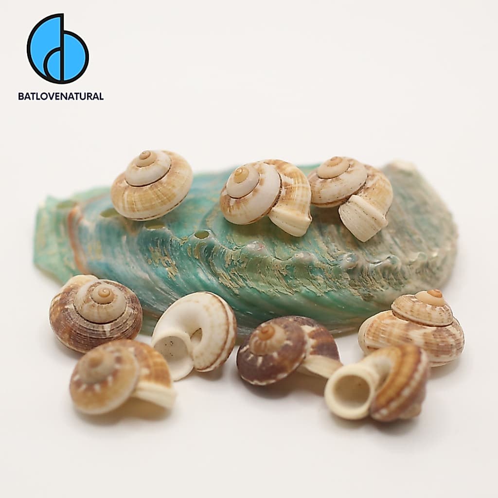 Vỏ ốc Tropidophora - Vỏ ốc trang trí nhiều kích thước - Vỏ ốc đẹp