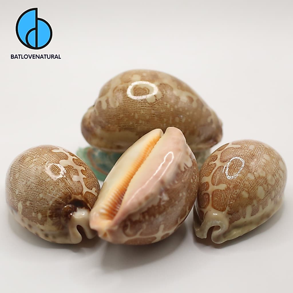 Vỏ ốc Map Cowry - Vỏ ốc trang trí nhiều kích thước nhỏ vừa lớn - Vỏ ốc đẹp