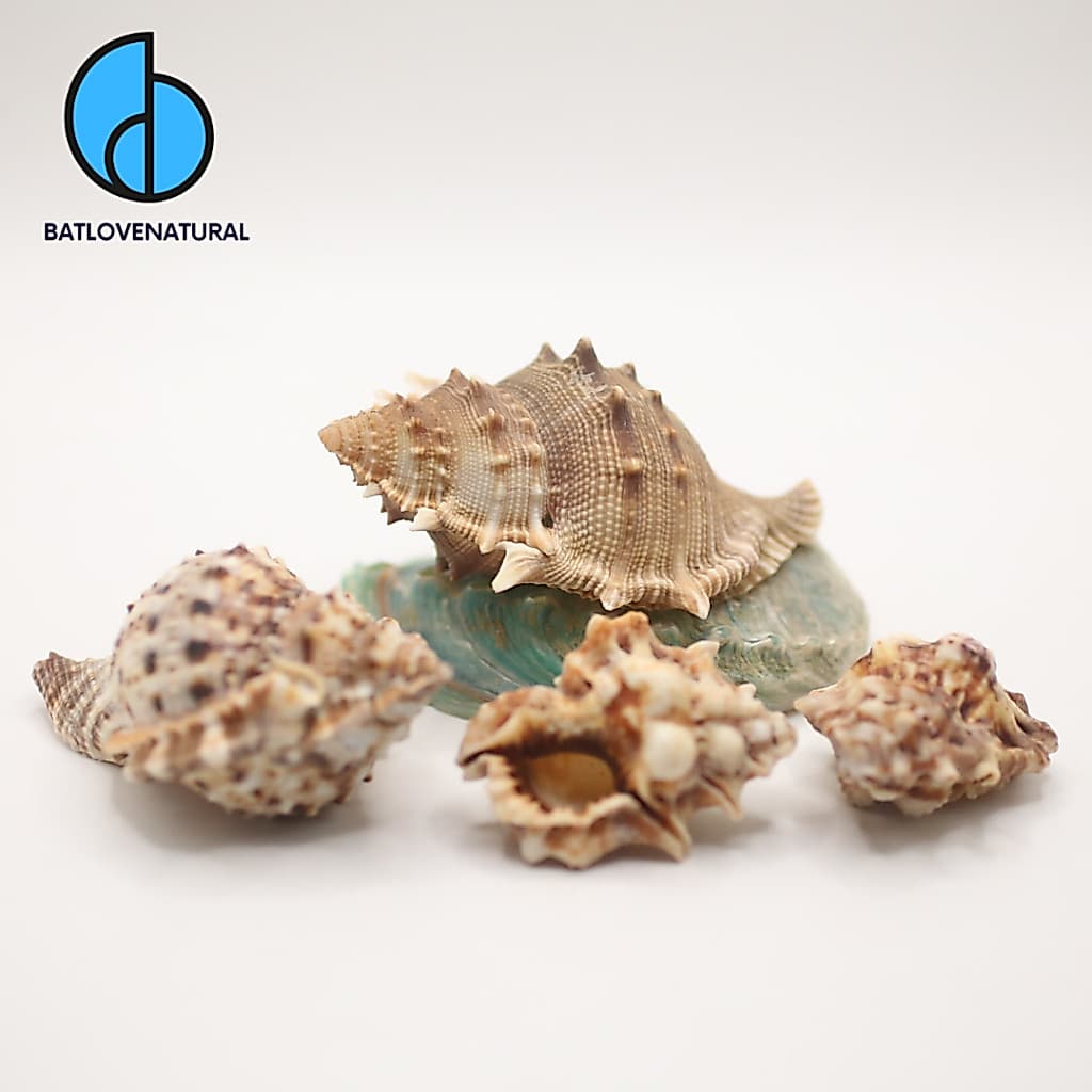 Vỏ ốc Bursa - Vỏ ốc mượn hồn - Vỏ ốc trang trí nhiều kích thước nhỏ vừa lớn