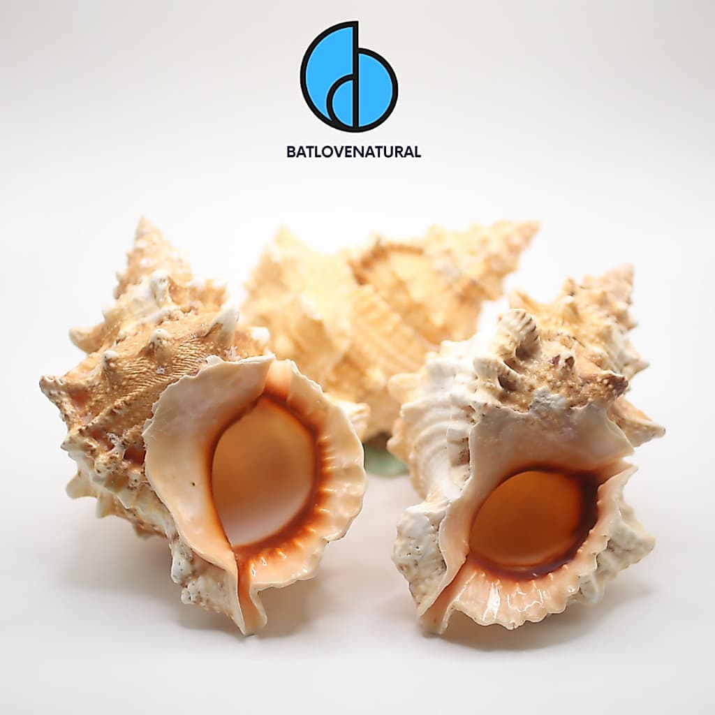 Vỏ ốc Tù Và Gai (Miệng Đỏ) - Vỏ ốc trang trí nhiều kích thước - Vỏ ốc đẹp