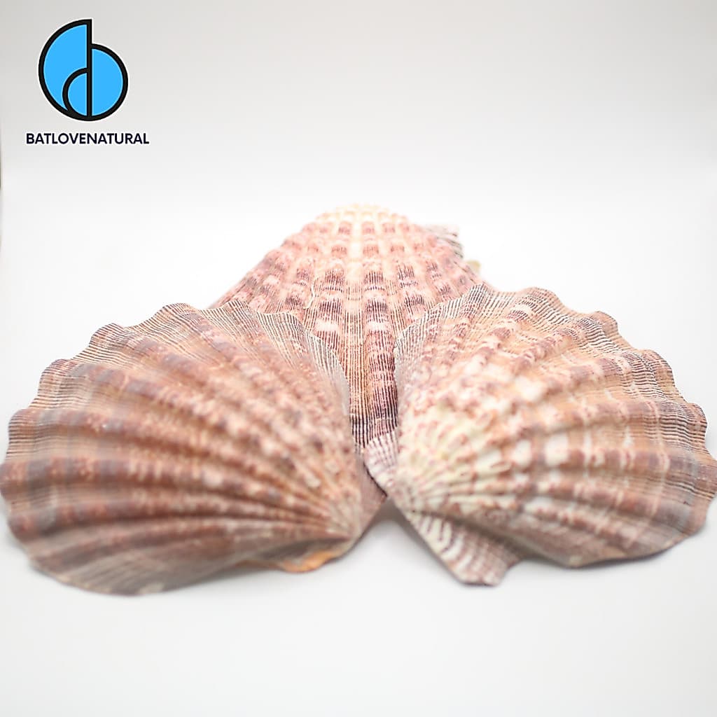 Vỏ sò Lyropecten Nodosus - Vỏ sò trang trí nhiều kích thước - Vỏ sò đẹp