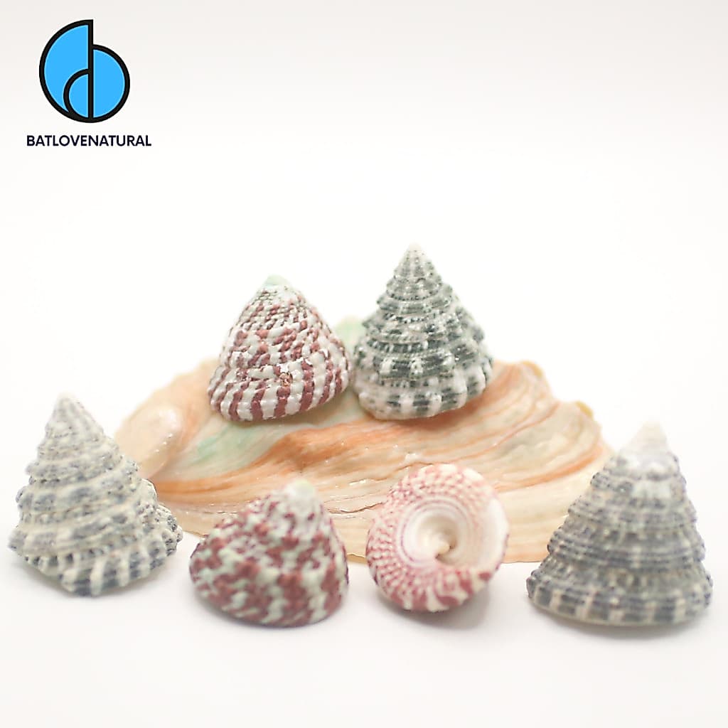 Vỏ ốc Tectus Fenestratus - Vỏ ốc mượn hồn ( Hermit carb shells) - Vỏ ốc trang trí nhiều kích thước nhỏ vừa lớn