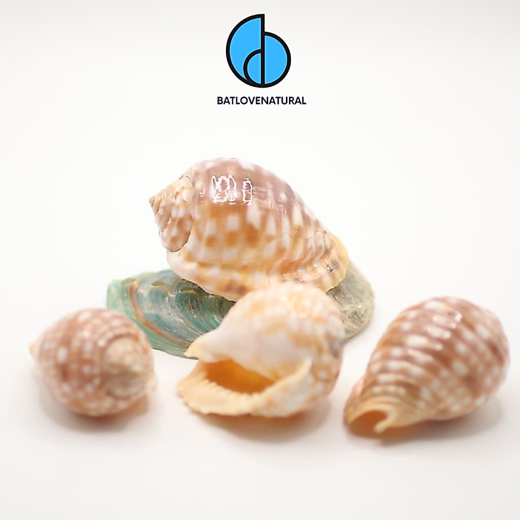 Vỏ ốc Malea Pomum - BATLOVENATURAL - Vỏ ốc trang trí nhiều kích thước - Vỏ ốc đẹp