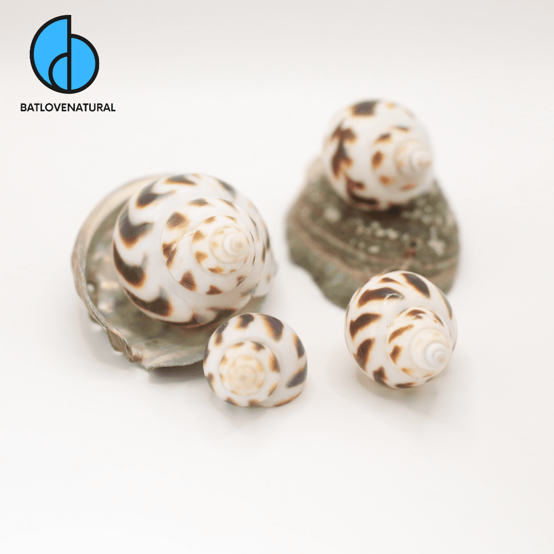 Vỏ ốc Hương -  Ốc mượn hồn ( Hermit carb shells) -  Vỏ ốc trang trí nhiều kích thước nhỏ vừa lớn