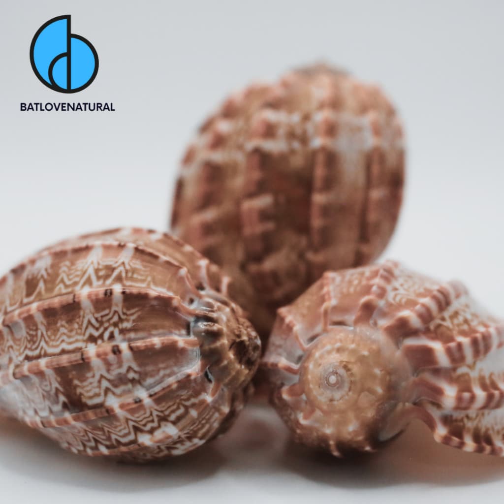 Vỏ ốc Khế (Harpa Doris) -  Vỏ ốc mượn hồn -  Vỏ ốc trang trí nhiều kích thước nhỏ vừa lớn