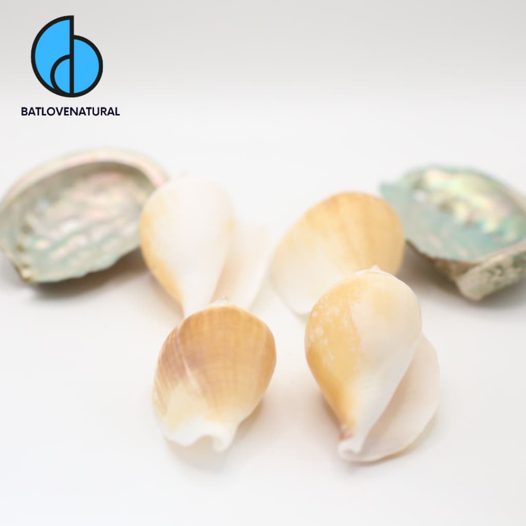 Combo 5 Vỏ ốc Nhảy ( Laevistrombus ) -  Decor nhà cửa -  Vỏ ốc trang trí .